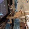 Floating Cat Hammock Grey or Beige