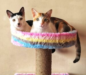 Purrly Round Cat Basket Attachment – 15” Diameter – Fur & No-Fur Options – Compatible with All Towers