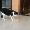 Purrly Cat Teaser Ball - Fun & Play