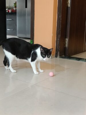 Purrly Cat Teaser Ball - Fun & Play