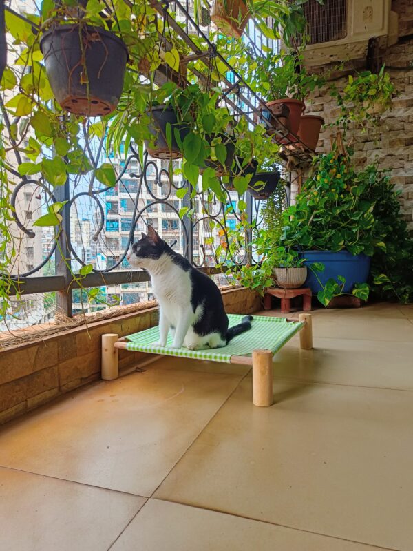 Purrly Cat Khatiya Elevated Wooden Cat Bed – Random Cute Colors - Washable Canvas Lounger with Pine Wood Legs (19.6"x19.6")