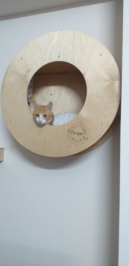 Cat Donut Wall Mount