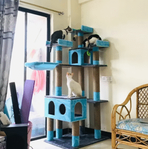 Marshmellow Super Deluxe 6ft Cat Tower Condo Scratcher – 3 Top Platforms, Hammock – Ideal for 2-5 Cats