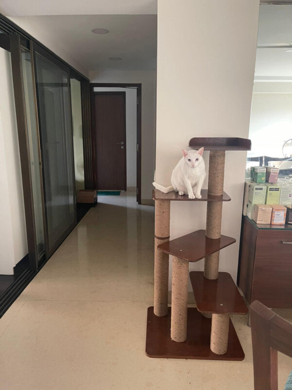 peppermint No-fur Peppermint Cat Tower and Scratching Pole Tower - 4ft tall - Easy Climbing - Great for old cats