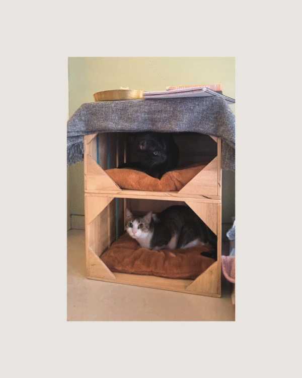 Sukoon Bedside Table & Cat Condo | Rustic Human + Cat Furniture with Cushions | Water-Resistant Plywood | 18” x 18” Base, 12” Height