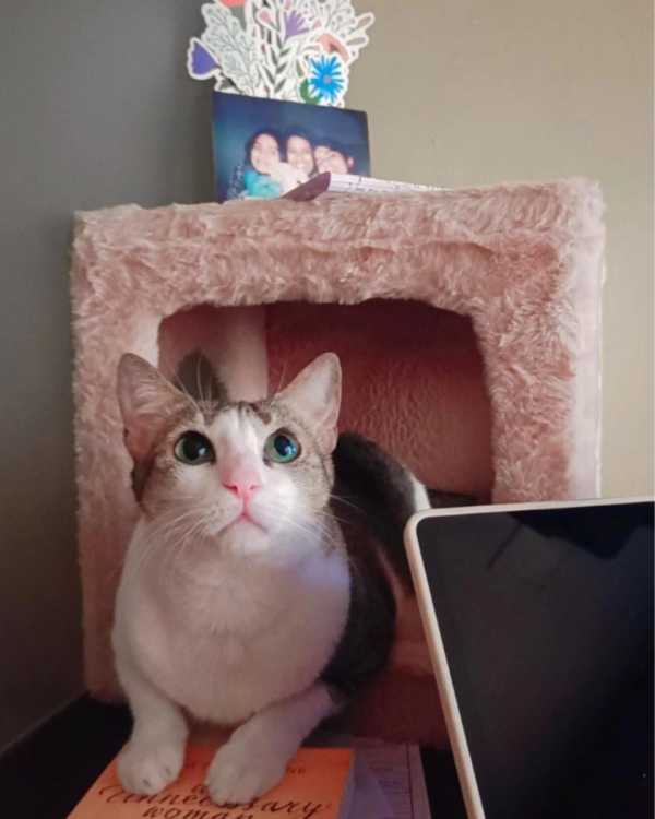 Purrly Plush Hideaway – Fakira Cat Box Side Table (12” Cube)