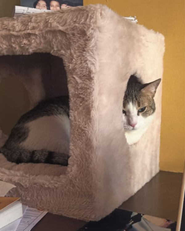 Purrly Plush Hideaway – Fakira Cat Box Side Table (12” Cube)