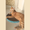 3 x 15 Circle Cardboard scratchers (1) COMBO pack Purrly Circle Cardboard Cat Scratcher – Set of 3 | Dual-Sided | 15″ Diameter | Save More