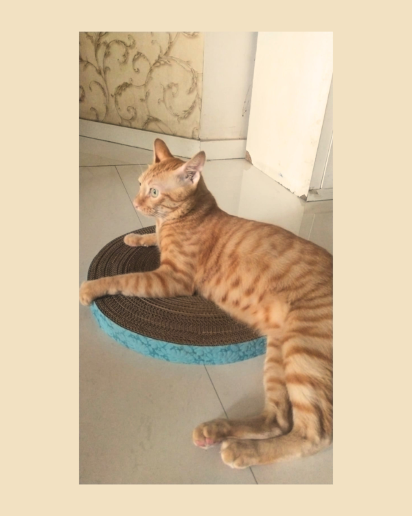 3 x 15 Circle Cardboard scratchers (1) COMBO pack Purrly Circle Cardboard Cat Scratcher – Set of 3 | Dual-Sided | 15″ Diameter | Save More